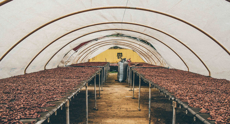 Cacao at origin